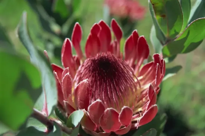 Framed Print : Close-up of Protea flower Framed Print : Close-up of Protea flower