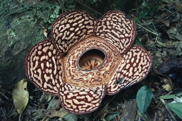 Close-up of the Rafflesia, the worlds largest flowering plant, Borneo, Asia