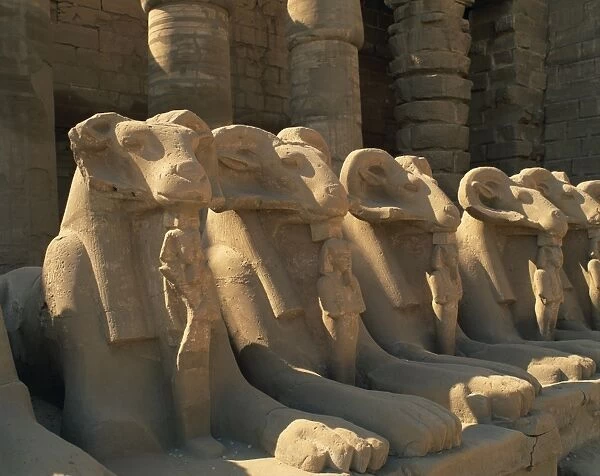 Close-up of the ram-headed sphinxes of the Processional Avenue, at the Temple of Karnak