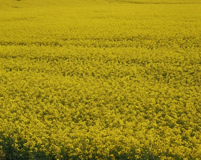 Framed Print : Close-up of a rape field in the United Kingdom, Europe Framed Print : Close-up of a rape field in the United Kingdom, Europe