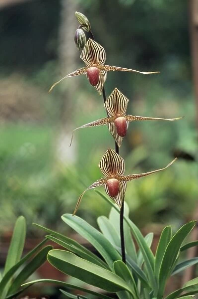 Close-up of a rare orchid flower, Borneo, Asia