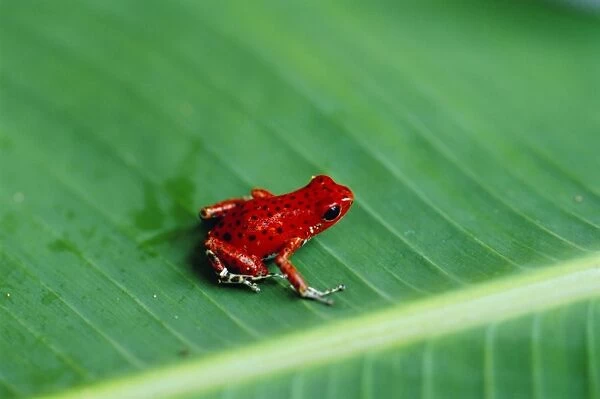Close-up of a red frog