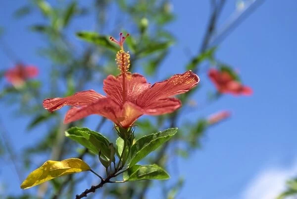 Close-up of red hibiscus flower at Churuquite Grande