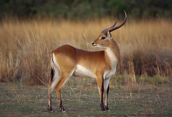 Close-up of a red lechwe (Kobus leche)