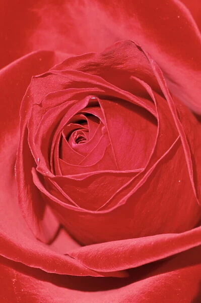 Close-up of a red rose (Rosa)