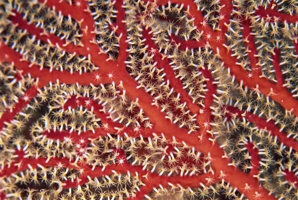 Close-up of red sea fan, member of the octocoral family, Subergorgia species