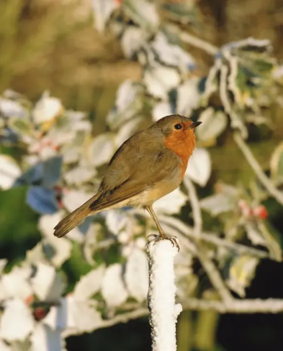 Framed Print : Close-up of a robin