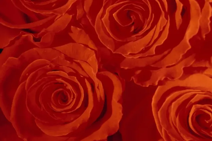 Framed Print : Close-up of Roses