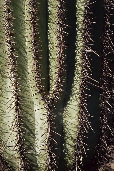 Close-up of Saguaro cactus (Carnegiea gigantea)