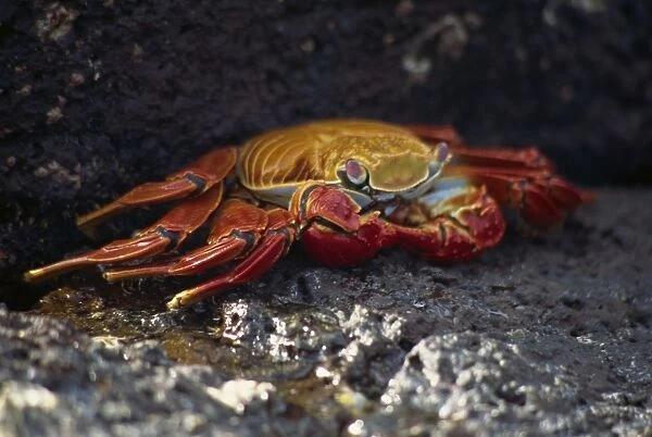 Close-up of Sally Lightfoot crab, Santa Cruz Island, Galapagos Islands