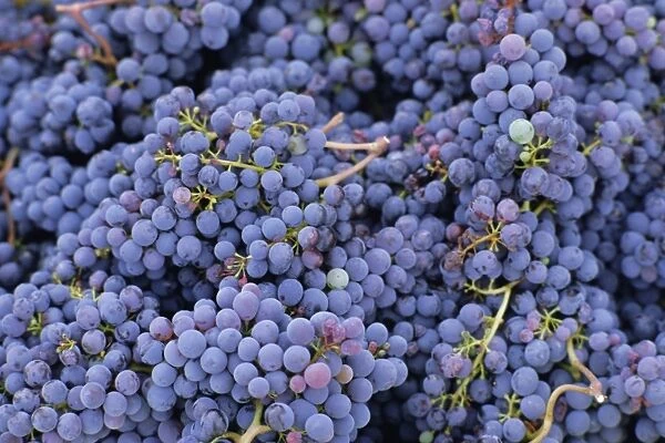 Close-up of Sangiovese grapes for Chianti