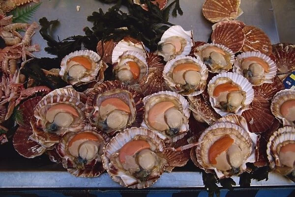 Close-up of scallops in their shells for sale in a market in Loire Centre, France, Europe