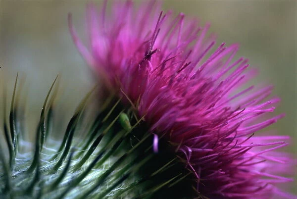 Close-up of a Scottish thistle flower