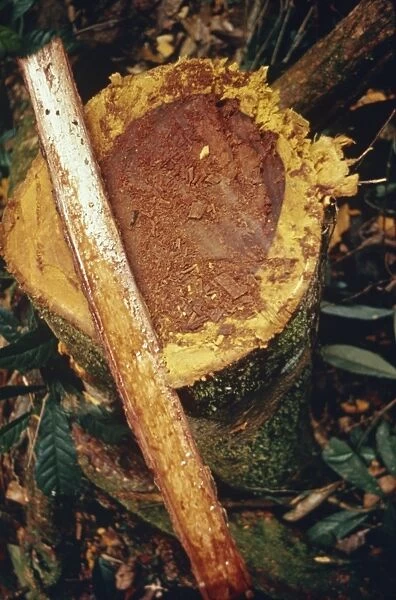 Close-up of shamans snuff from the yopo tree, the bark of which is made into hallucinogenic powder by the Yanomami Indians in Brazil