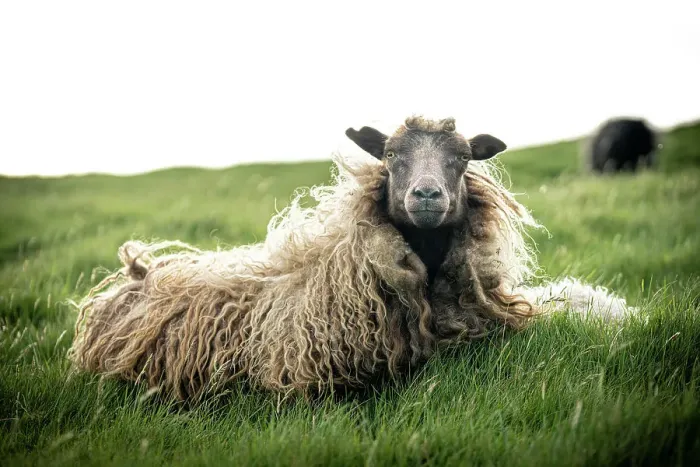 Framed Print : Close-up of single sheep on grass, Faroe Islands, Denmark, Europe Framed Print : Close-up of single sheep on grass, Faroe Islands, Denmark, Europe