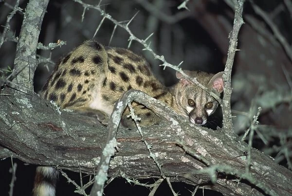 Close-up of a single small spotted genet