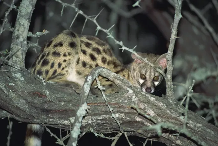 Framed Print : Close-up of a single small spotted genet Framed Print : Close-up of a single small spotted genet
