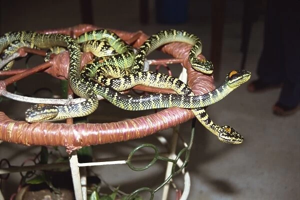 Close-up of snakes in the Snake Temple in Penang