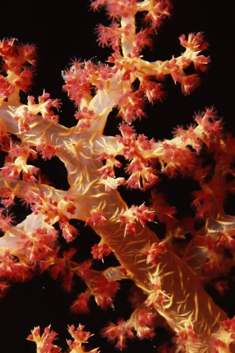 Framed Print : Close-up of soft coral, off Sharm el-Sheikh, Sinai, Red Sea, Egypt, North Africa, Africa Framed Print : Close-up of soft coral, off Sharm el-Sheikh, Sinai, Red Sea, Egypt, North Africa, Africa