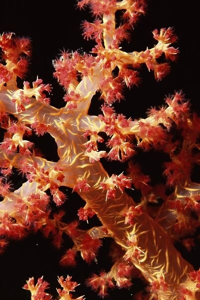 Close-up of soft coral, off Sharm el-Sheikh, Sinai, Red Sea, Egypt, North Africa, Africa