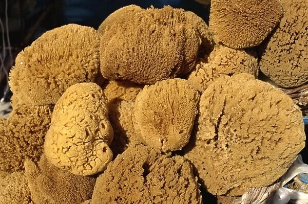 Close-up of sponges for sale on the island of Rhodes