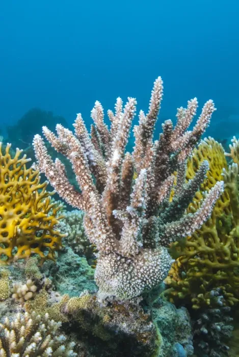 Framed Print : Close-up of staghorn coral (Astreopora myriophthalma), Ras Mohammed National Park, off Sharm el Sheikh, Sinai, Egypt, Red Sea, Egypt, North Africa, Africa Framed Print : Close-up of staghorn coral (Astreopora myriophthalma), Ras Mohammed National Park, off Sharm el Sheikh, Sinai, Egypt, Red Sea, Egypt, North Africa, Africa