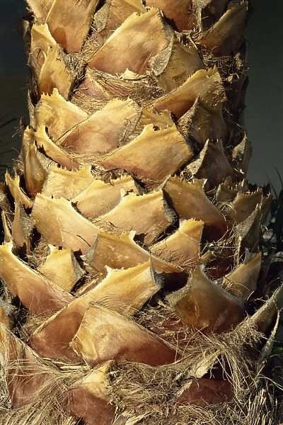 Close-up of stem of palm tree, Santiago, La Gomera, Canary Islands, Spain, Europe