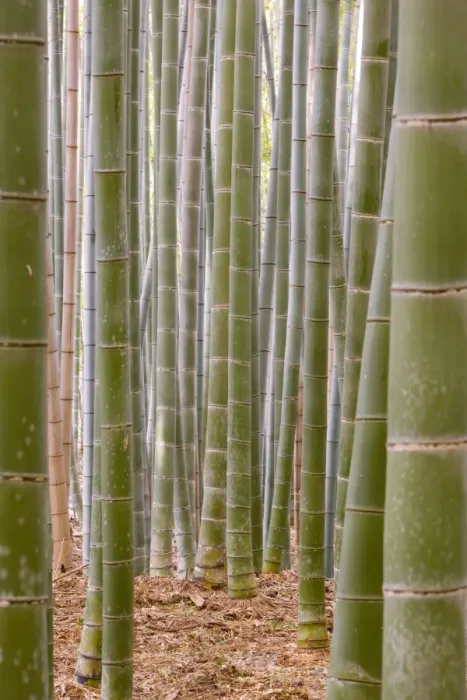 Framed Print : Close-up of stems