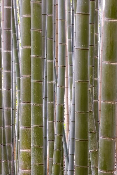 Close-up of stems