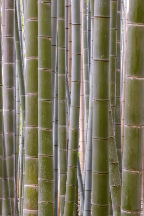Framed Print : Close-up of stems Framed Print : Close-up of stems