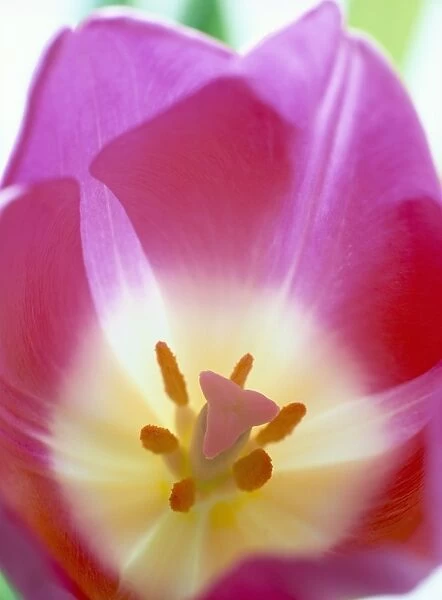 Close-up of stigma and stamen inside a pink tulip (tulipa) flower