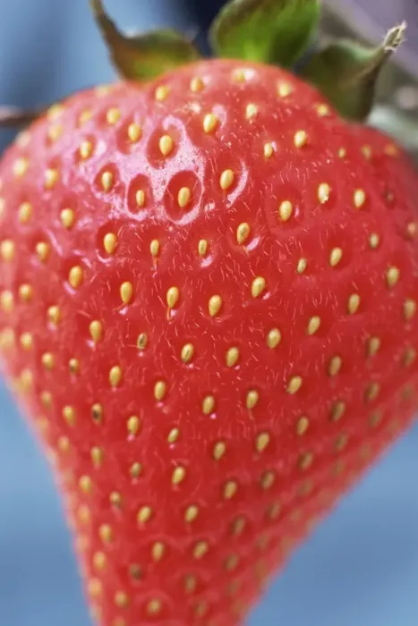 Framed Print : Close-up of strawberry in natural light Framed Print : Close-up of strawberry in natural light