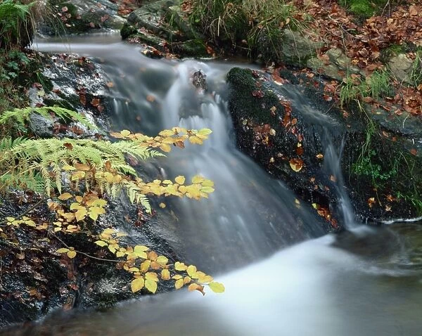Close-up of stream cascading over rocks in autumn in Scotland, United Kingdom, Europe