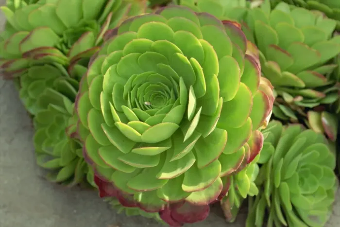 Framed Print : Close-up of succulent plant Framed Print : Close-up of succulent plant