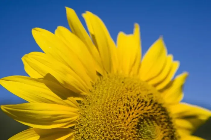 Framed Print : Close-up of sunflower Framed Print : Close-up of sunflower