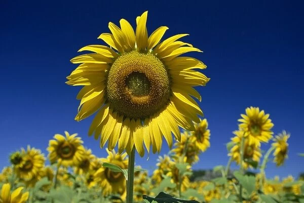 Close-up of sunflower in a field of flowers in Tuscany