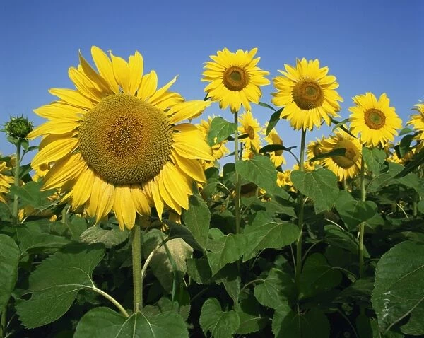 Close-up of sunflowers which are grown for oil, in France, Europe
