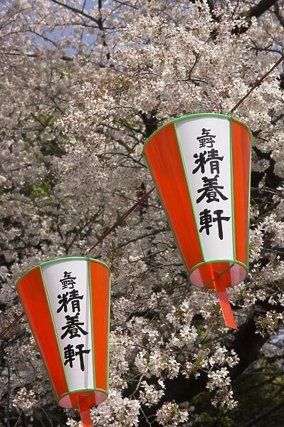 Close-up of traditional lanterns with cherry blossom