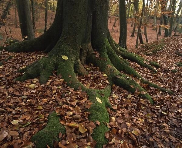 Close-up of tree roots and autumn (fall) foliage, in woodland, Burnham Beeches