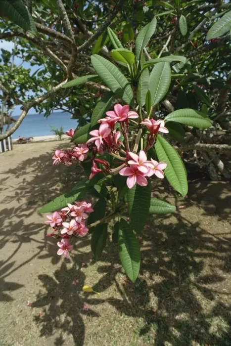 Framed Print : Close-up of tropical plant