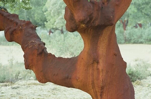 Close-up of the trunk and branch of a cork oak tree (quercus suber)