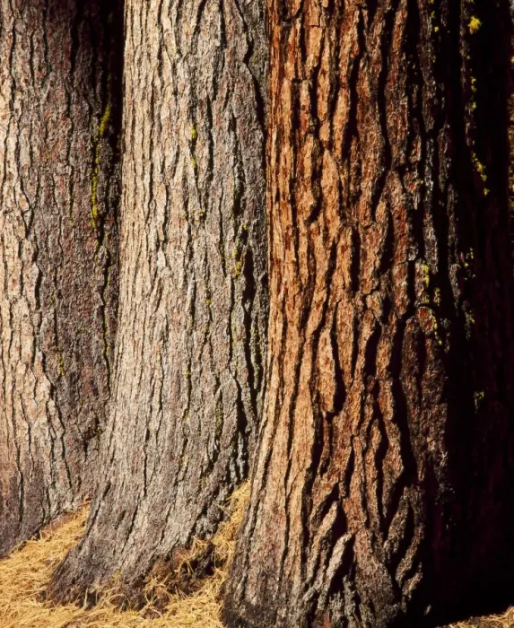 Framed Print : Close-up of the trunks and bark of a grove of Giant Sequoias Framed Print : Close-up of the trunks and bark of a grove of Giant Sequoias