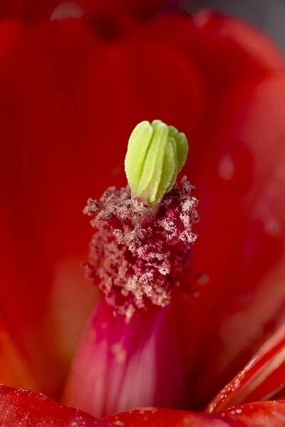Close-up view of a claretcup cactus (Echinocereus triglochidiatus) bloom