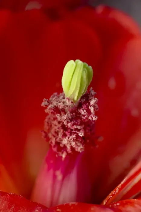 Framed Print : Close-up view of a claretcup cactus (Echinocereus triglochidiatus) bloom Framed Print : Close-up view of a claretcup cactus (Echinocereus triglochidiatus) bloom