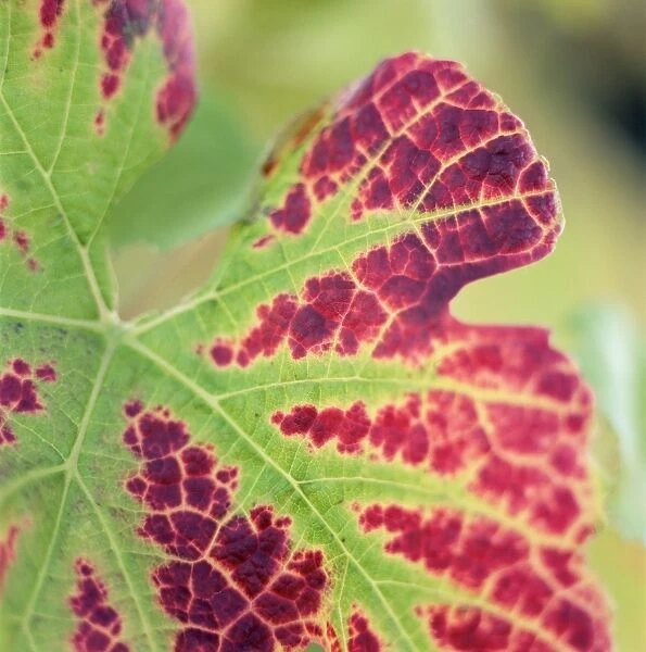Close-up of a vine leaf in autumn