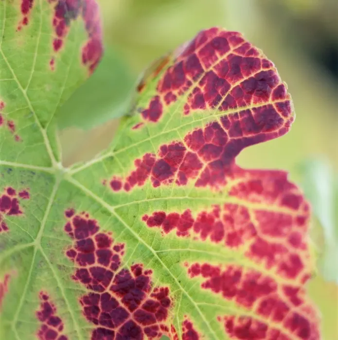 Framed Print : Close-up of a vine leaf in autumn Framed Print : Close-up of a vine leaf in autumn