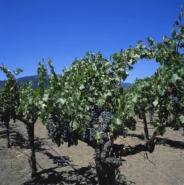 Close-up of vines with black grapes at the Robert Mondavi Vineyards