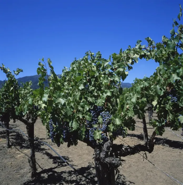 Framed Print : Close-up of vines with black grapes at the Robert Mondavi Vineyards Framed Print : Close-up of vines with black grapes at the Robert Mondavi Vineyards