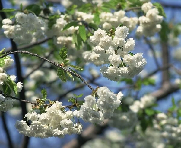 Close-up of white spring blossom on a tree in London, England, United Kingdom, Europe