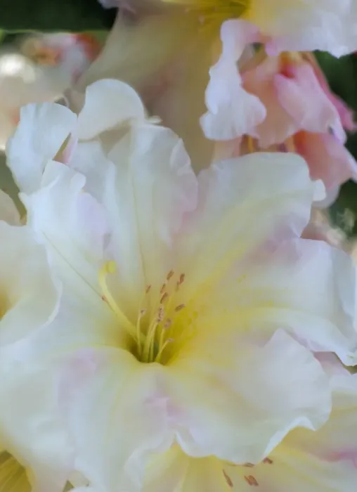 Framed Print : Close-up of white stamen and pale pink flower of rhododendron, Windsor Great Park Framed Print : Close-up of white stamen and pale pink flower of rhododendron, Windsor Great Park
